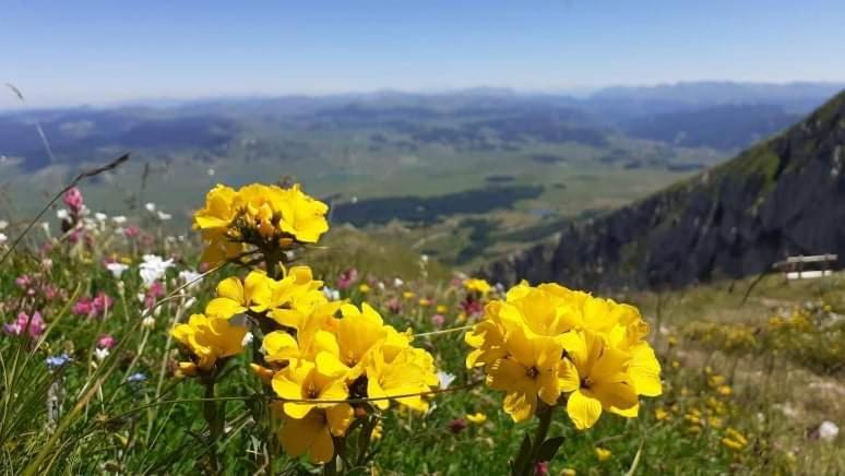 Rooms Apartment Durmitor Žabljak Екстериор снимка